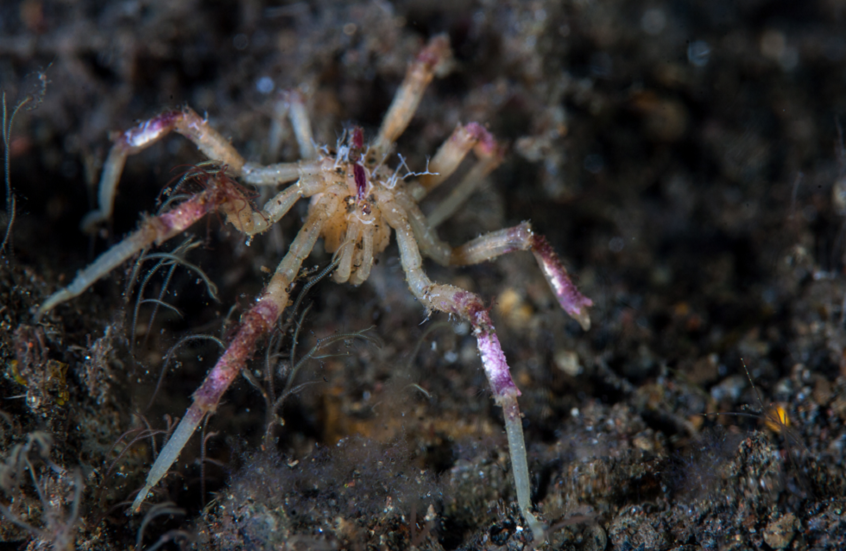 اكتشاف عنكبوت عملاق في أعماق المحيط قرب القطب الجنوبي