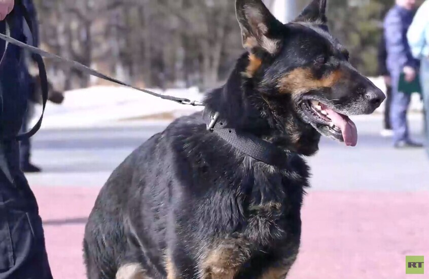 روسيا تشهد أول حفل تكريمي لكلاب الخدمة المتميزة في تنفيذ عمليات معقدة وحساسة