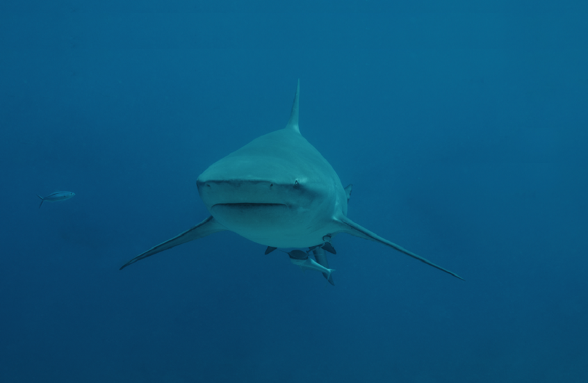 حدث علمي غير مسبوق.. تسجيل أصوات تصدرها أسماك القرش!