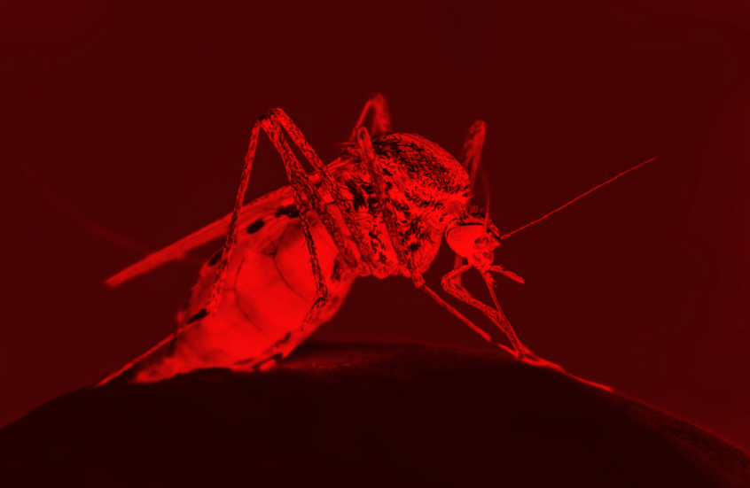 ثورة في محاربة الملاريا.. اكتشاف دواء يحوّل دم الإنسان إلى سم قاتل للبعوض