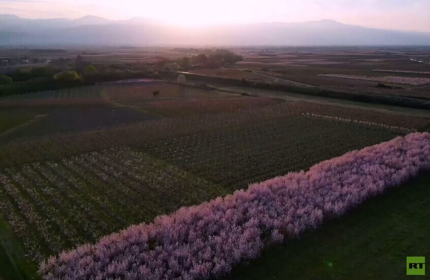 مشهد ساحر.. جبال اليونان تكتسي باللون الوردي في موسم إزهار الخوخ