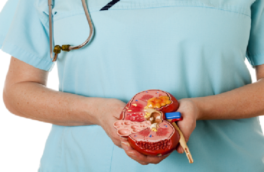 علماء يابانيون ينجحون في إبطاء تراجع وظائف الكلى لدى الفئران