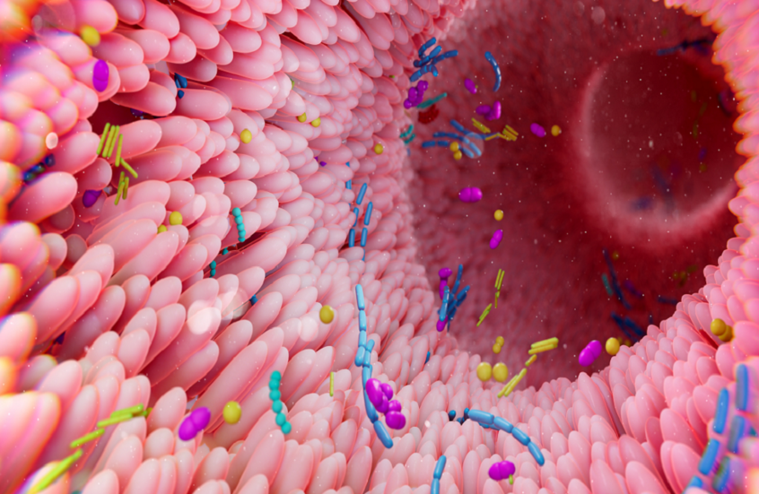 دور ميكروبيوم الأمعاء في الحد من تطور السكري