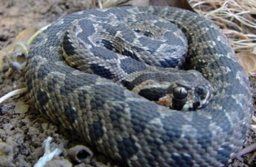 العثور على أفعى ضخمة بين المنازل المدمرة بريف إدلب السورية (فيديو)