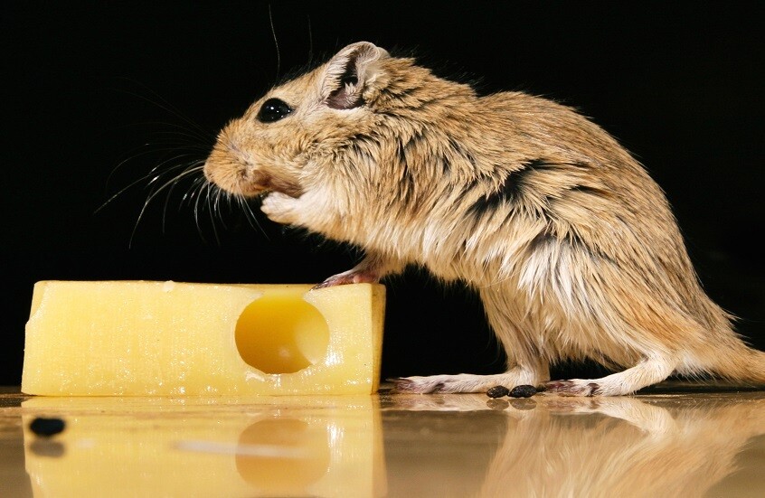 عواقب "حمى الفأر"