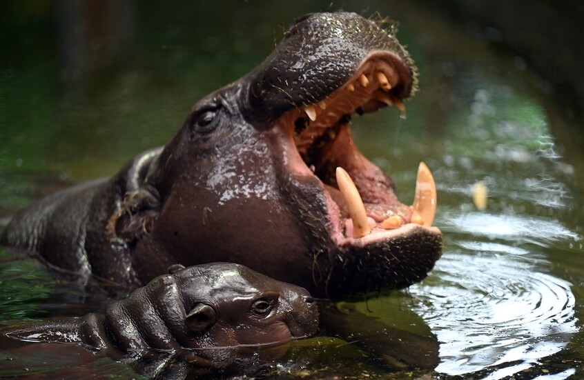 الكونغو.. "الجمرة الخبيثة" تفتك بأكثر من 50 فرس نهر وحيوانات كبيرة أخرى في متنزه فيرونغا (صور)