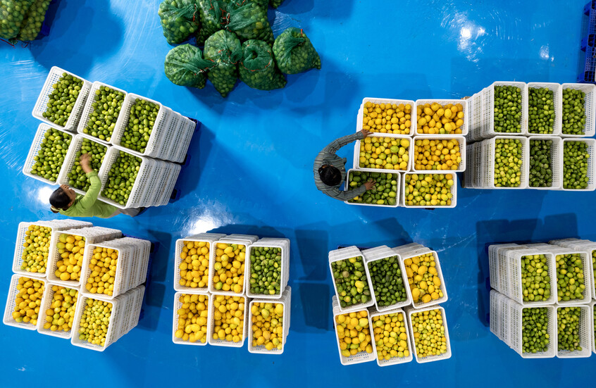 تركيا تزود العالم بربع حاجته من الليمون