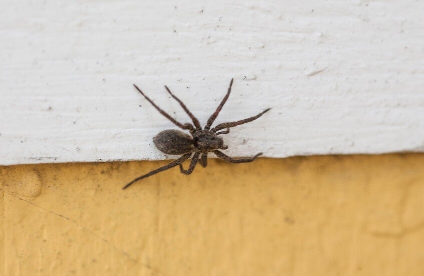 عثر عليها مواطن في غرفة نومه.. طبيب بيطري تونسي يكشف مخاطر "الأرملة السوداء" (فيديو)