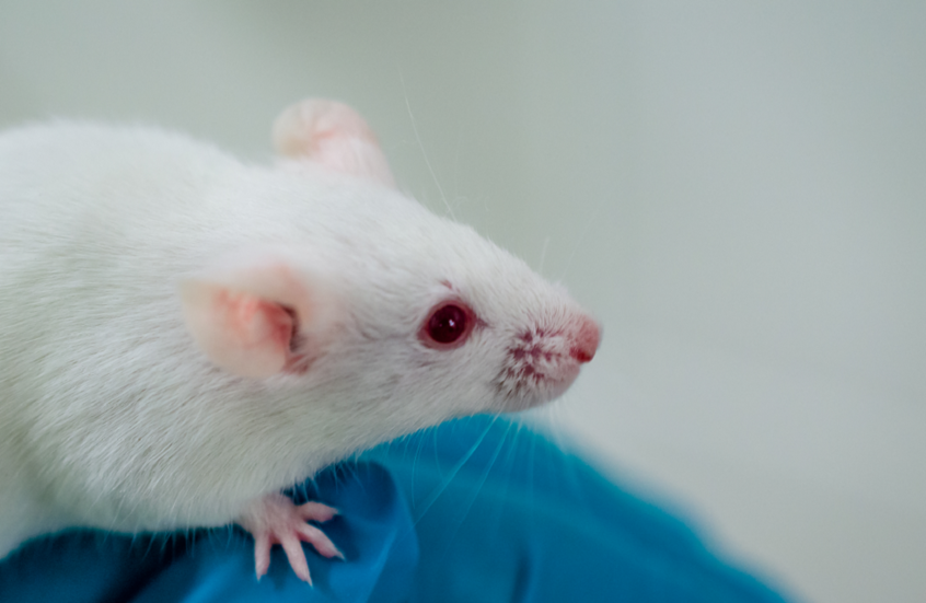 خريطة غير مسبوقة لدماغ فأر تحدث ثورة في فهم الأعصاب