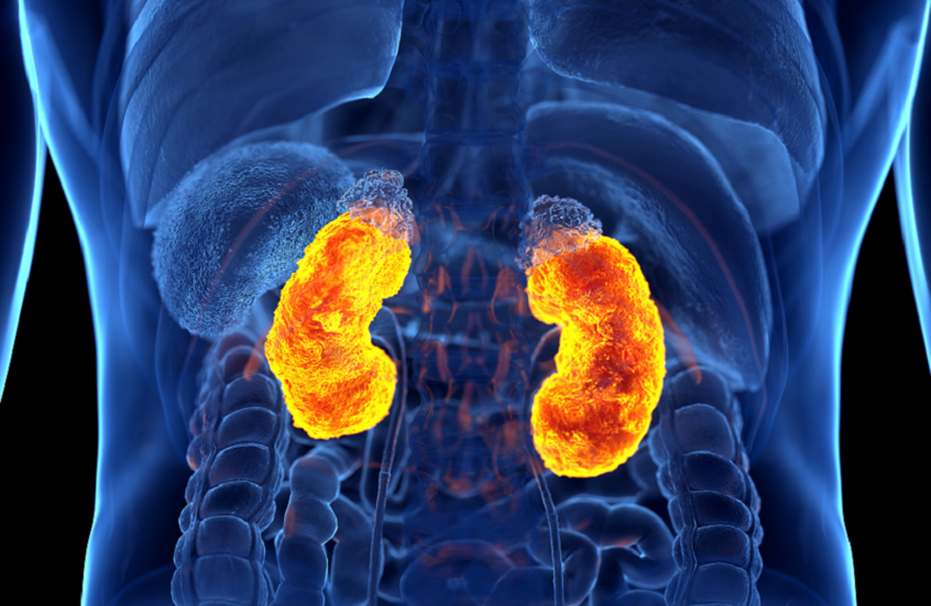 عادات شائعة تتلف الكلى بصمت