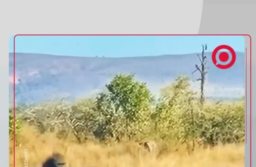 قرود البابون تهاجم فهدا شرسا وتطرحه أرضا أثناء محاولته افتراس زعيمهم!