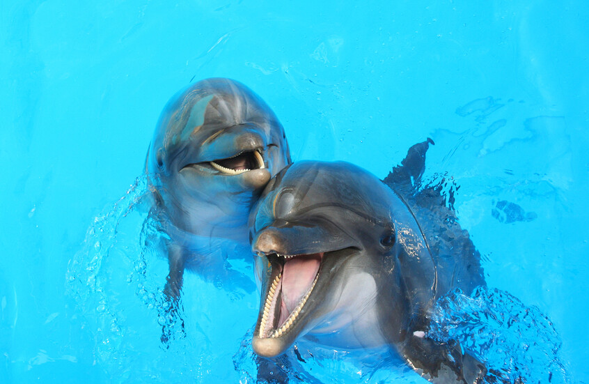 "غوغل" تطور نموذج ذكاء اصطناعي لفك شفرة "لغة" الدلافين