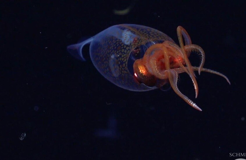 لأول مرة منذ قرن: تصوير الحبار العملاق القطبي حيا في موطنه الطبيعي (فيديو)