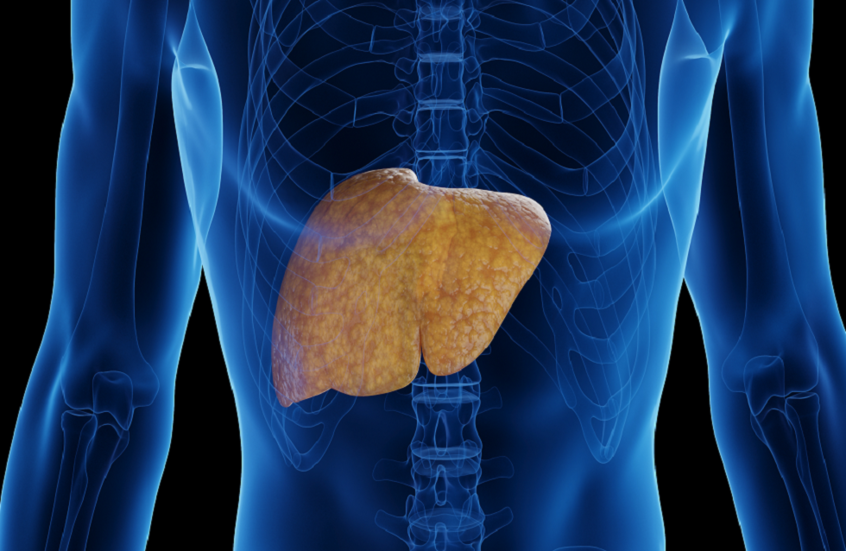 إنجاز علمي غير مسبوق في مجال تجديد الكبد وعلاج أمراضه