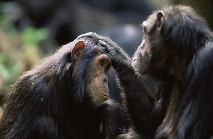 سابقة عالمية.. قردة تتشارك 