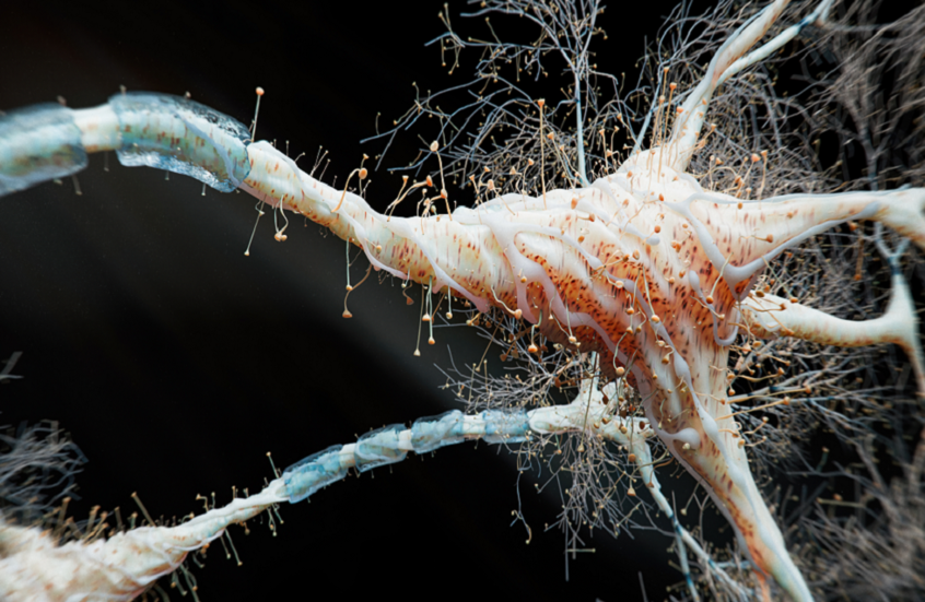 علاقة غير متوقعة بين علاج ارتفاع ضغط الدم وتراجع خطر الخرف