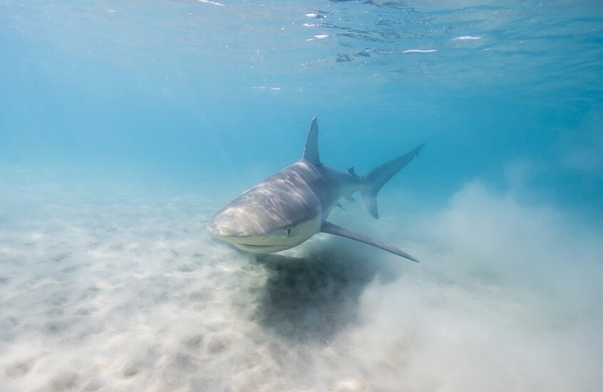 على مسافة يد.. قروش تسبح بين أطفال في شاطئ بشمال إسرائيل