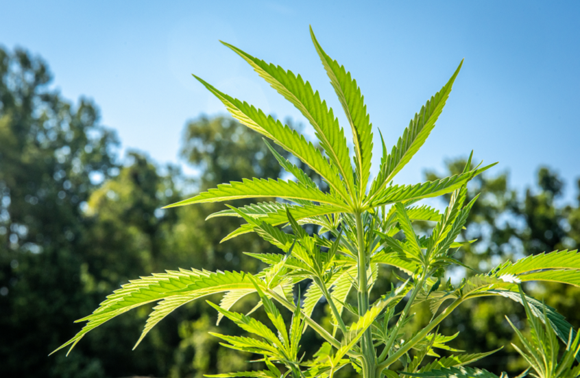 دراسة ضخمة تكشف فعالية الماريغوانا الطبية في علاج السرطان