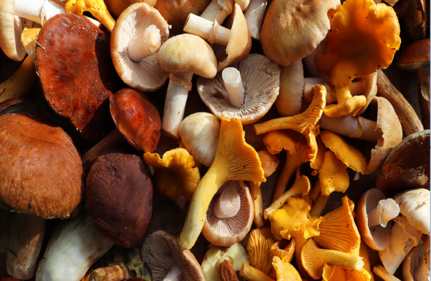 سحب عاجل لفطر ملوث من أسواق الولايات المتحدة!