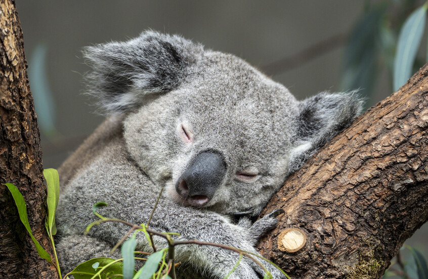 "قتل رحيم أم مذبحة مروعة؟!.. هجوم عالمي على أستراليا بعد إعدامها 700 كوالا مهددة بالانقراض