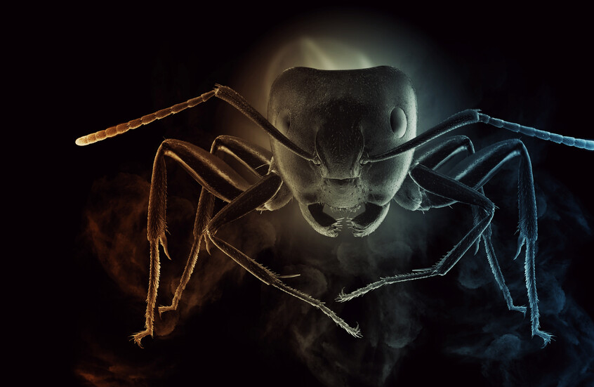 اكتشاف "أقدم حفرية نملة في التاريخ"!