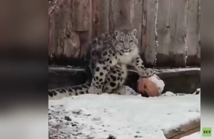 روسيا.. النمور الثلجية تستقبل بفرح عودة فصل الشتاء المفاجئة