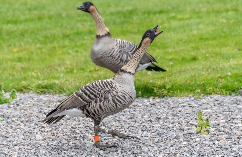 وزارة الدفاع الكندية "تحذّر" موظفيها من هجمات الإوز!