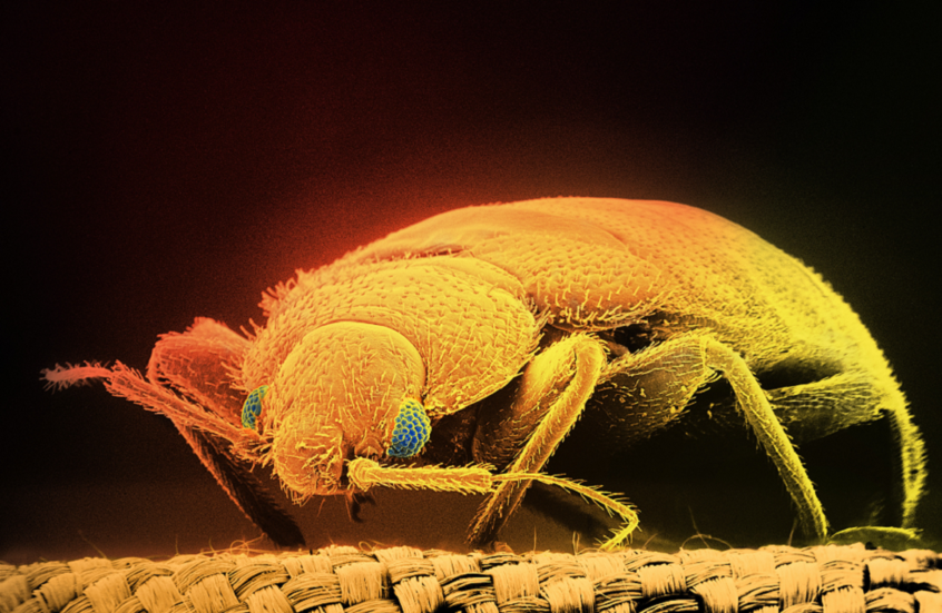 نصائح بسيطة لكشف انتشار بق الفراش