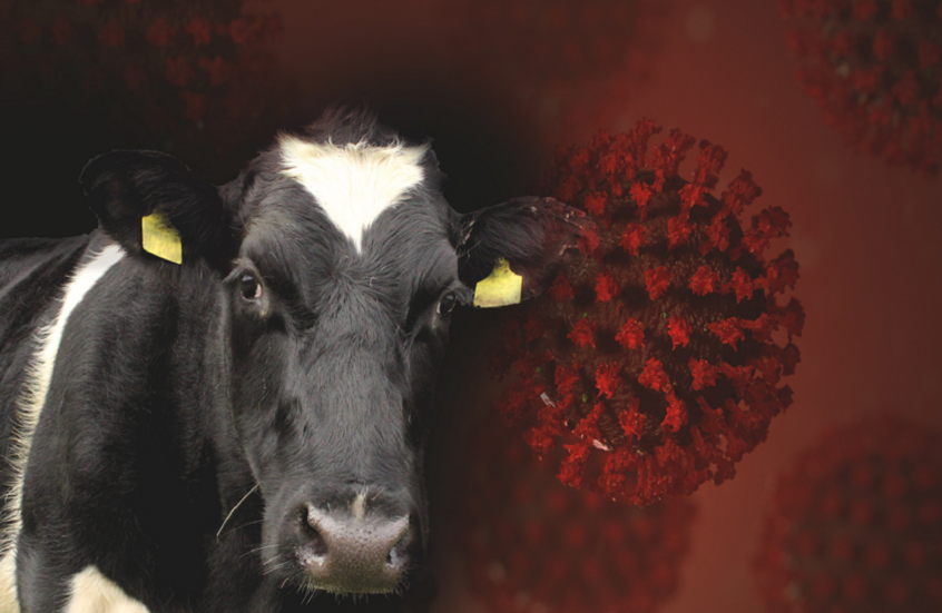 رصد انتشار صامت لإنفلونزا الطيور شديدة الضراوة في الأبقار الأمريكية