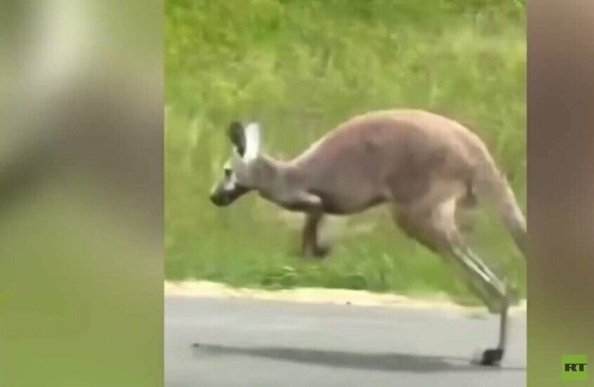 كنغر شارد يغلق طريقا سريعا في الولايات المتحدة