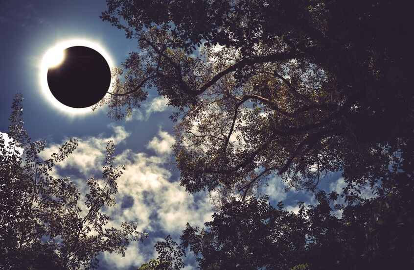 "ظاهرة علمية فريدة".. أشجار تتنبأ بكسوف الشمس قبل حدوثه!