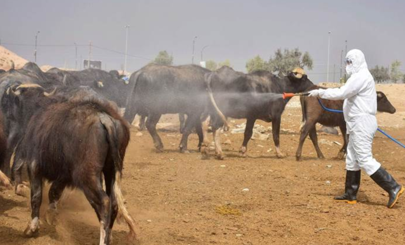 ارتفاع عدد الإصابات بالحمى النزفية في المدن العراقية إلى 19 حالة