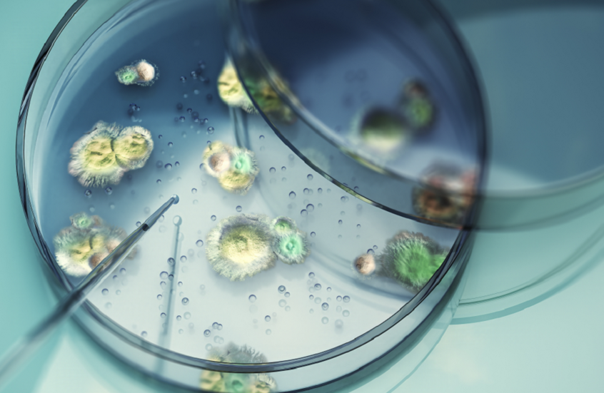 تغير المناخ يهدد أوروبا بانتشار فطر قاتل