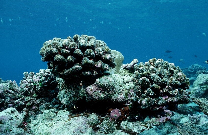 تأثير إيجابي لموت المرجان على ظاهرة الاحتباس الحراري!.. بيانات جديدة توضح هذه الفرضية
