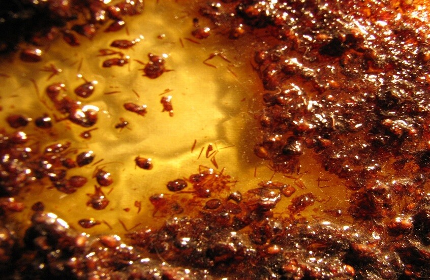 كينيا.. الحكم على سارقي 5000 نملة إفريقية بأقصى عقوبة