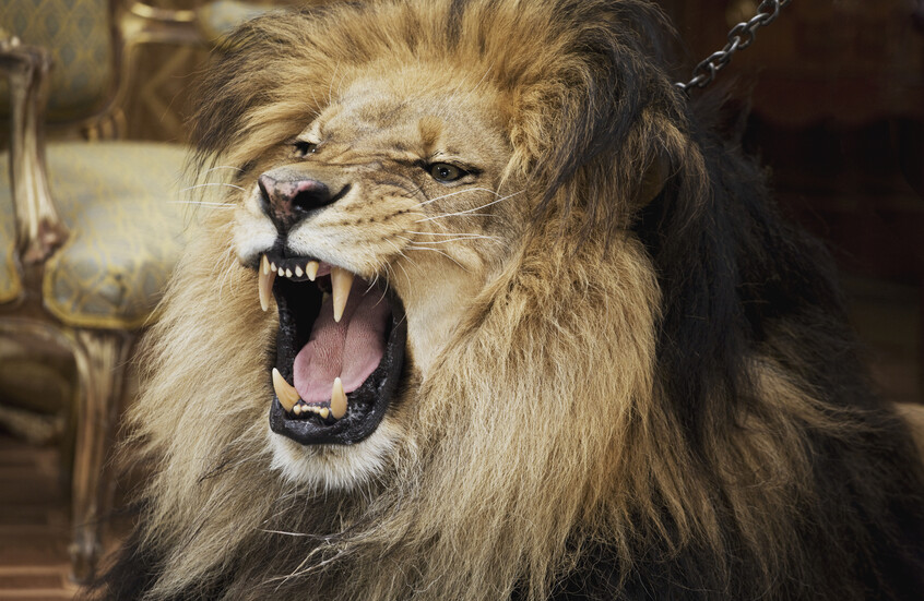 العراق.. أسد يفتك بمربيه داخل منزله في الكوفة وجار الضحية ينهي المأساة برصاصاته (فيديو)