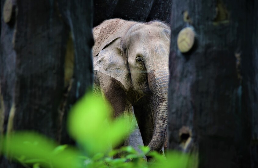 هيجان مفاجئ في غابات ماليزيا بعد مقتل فيل صغير.. والمشهد 