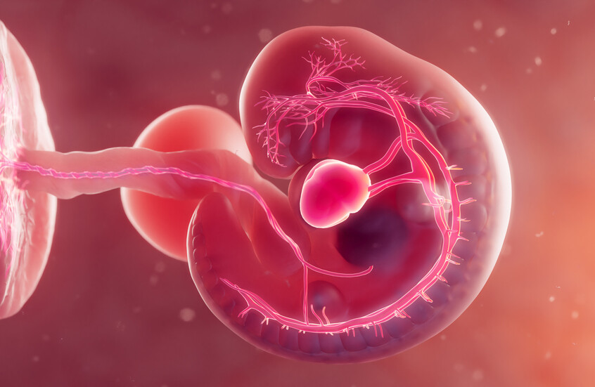 تقنية ثورية ترصد تفاصيل تكشف لأول مرة للحظة تشكل القلب البشري في الجنين