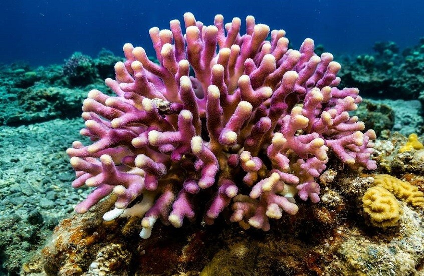 ابتكار "حبر" يسرع تجدد مستعمرات المرجان بمقدار 20 مرة