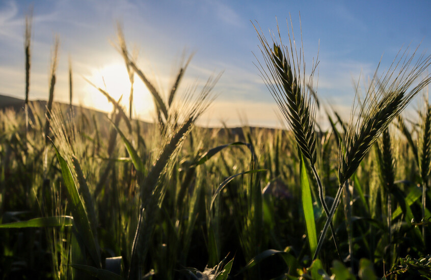 الاقتصاد التونسي يصعد بفضل القطاع الزراعي