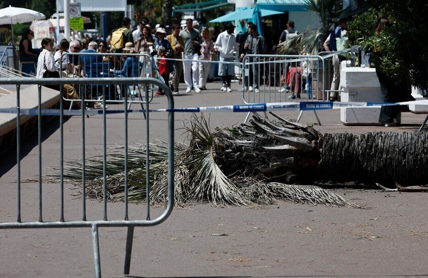 شجرة نخيل تهوي على ضيف بمهرجان كان السينمائي نقل إثرها إلى المستشفى (صور)