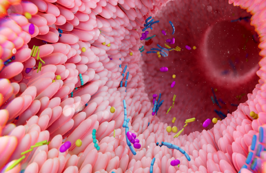 كيف تضعف الأطعمة الغنية بالدهون دفاعات الأمعاء؟