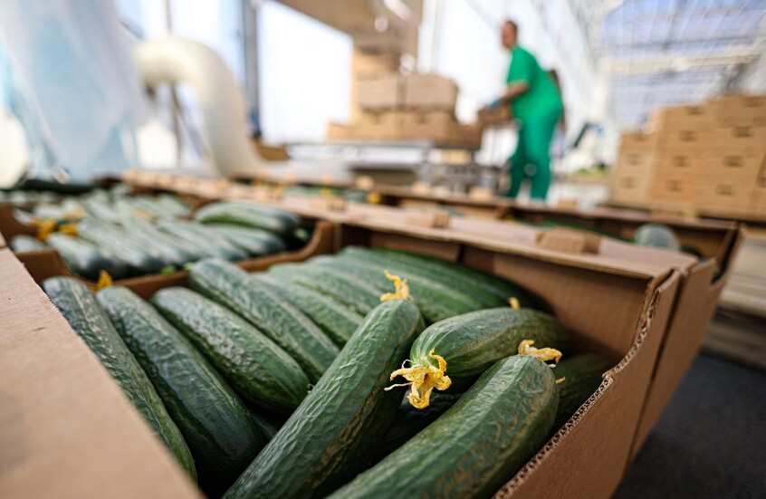 روسيا تحتل صدارة موردي الخيار إلى بولندا