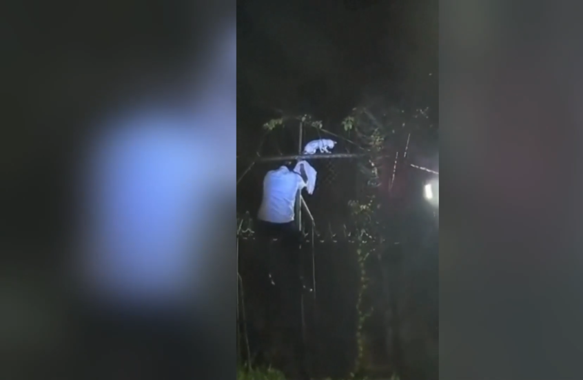 شرطة كوستاريكا تقبض على قطة تهرب المخدرات داخل سجن