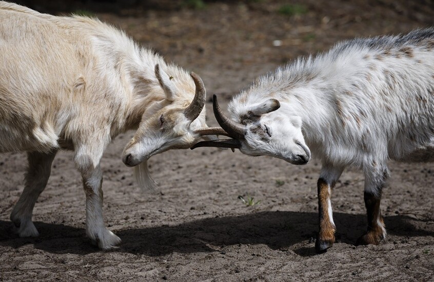 لبنان.. باقة أوبئة من طاعون و"باستوريلا" و"حمى عراقية" تفتك بالمواشي في منطقة عكار واللقاح غير متوفر