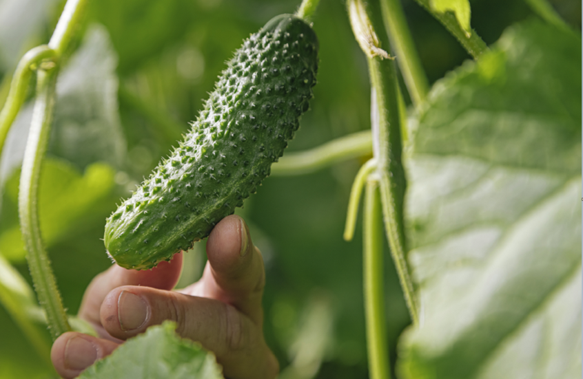 استدعاء عاجل لخيار ملوث بالسالمونيلا يهدد حياة آلاف الأمريكيين