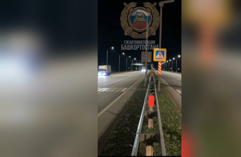 روسيا.. رصد خنزير بري يلتزم بقانون السير