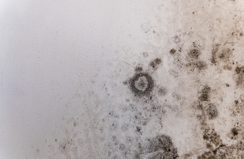 العفن المنزلي.. عامل خفي وراء أمراض الرئة المزمنة