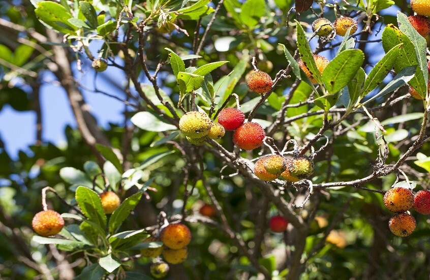 اكتشاف مواد في ثمار القطلب تحد من تطور أمراض الجهاز الهضمي