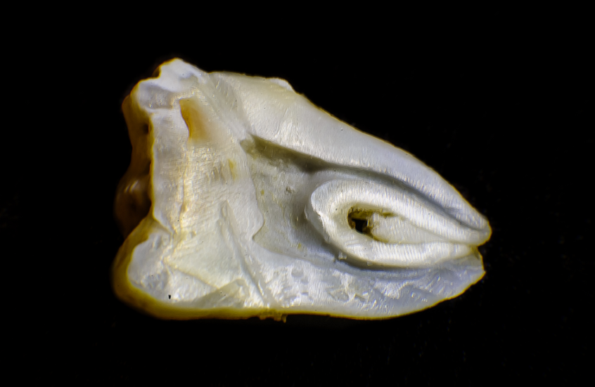 اكتشاف الأصل التطوري لأسنان البشر